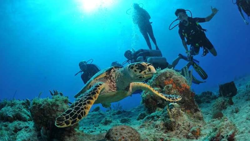scuba with turtles in fantastic persian gulf sea in qeshm